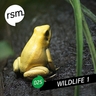 Capa do álbum Amazon Rainforest